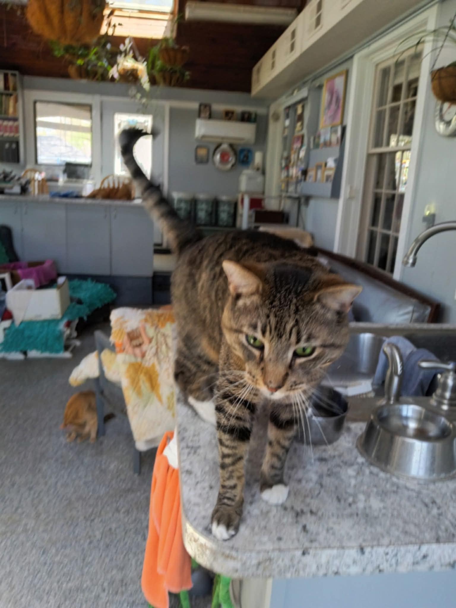 Roy, Adoptable, Adult Male Tabby & Domestic Short Hair.