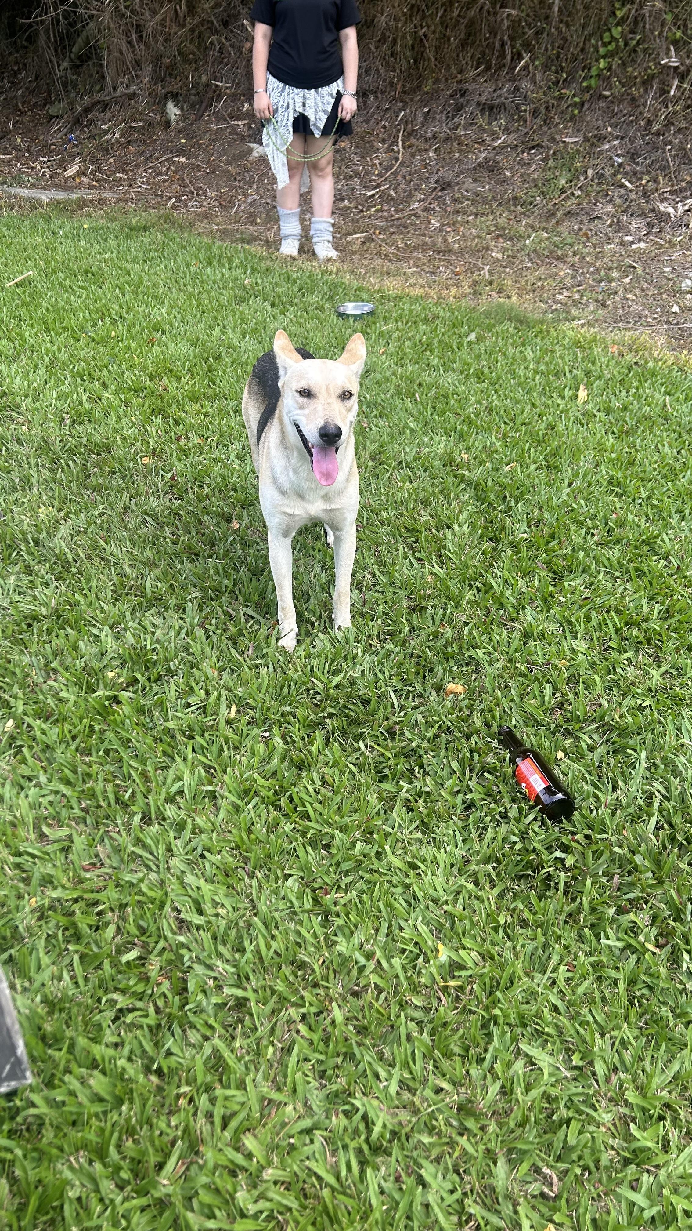 Antonio, a ADOPTABLE mixed breed in Humacao, PR image 2/5