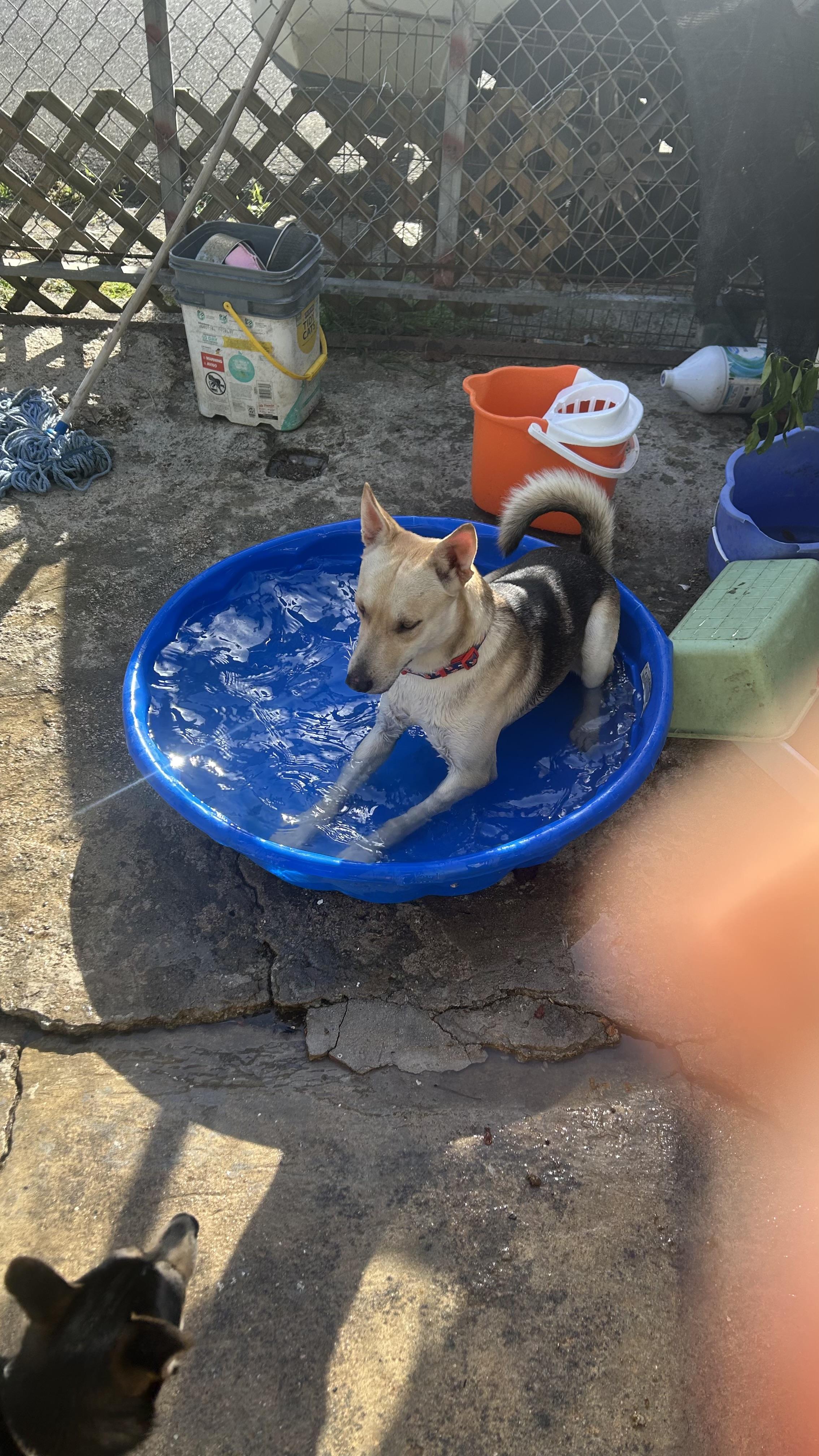 Antonio, ADOPTABLE, Young Male German Shepherd Dog & Yellow Labrador Retriever.