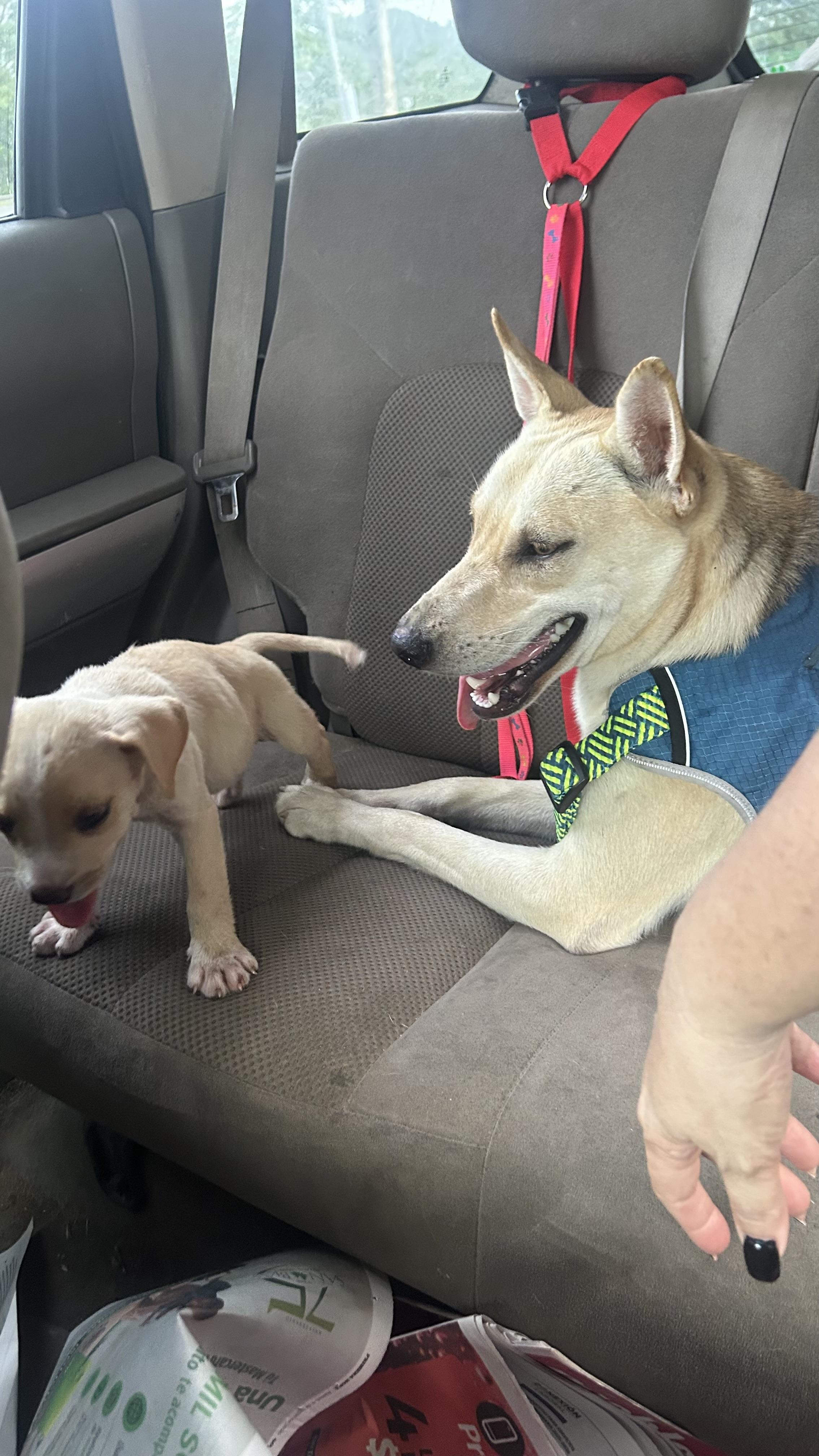 Antonio, a ADOPTABLE mixed breed in Humacao, PR image 3/5