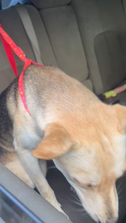 Enlarge Antonio, a ADOPTABLE mixed breed in Humacao, PR video 5/5