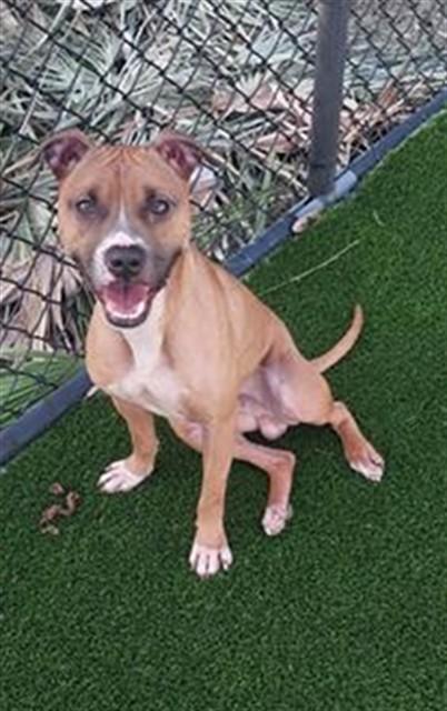 SCOOBYDOOBIE — thumbnail 2