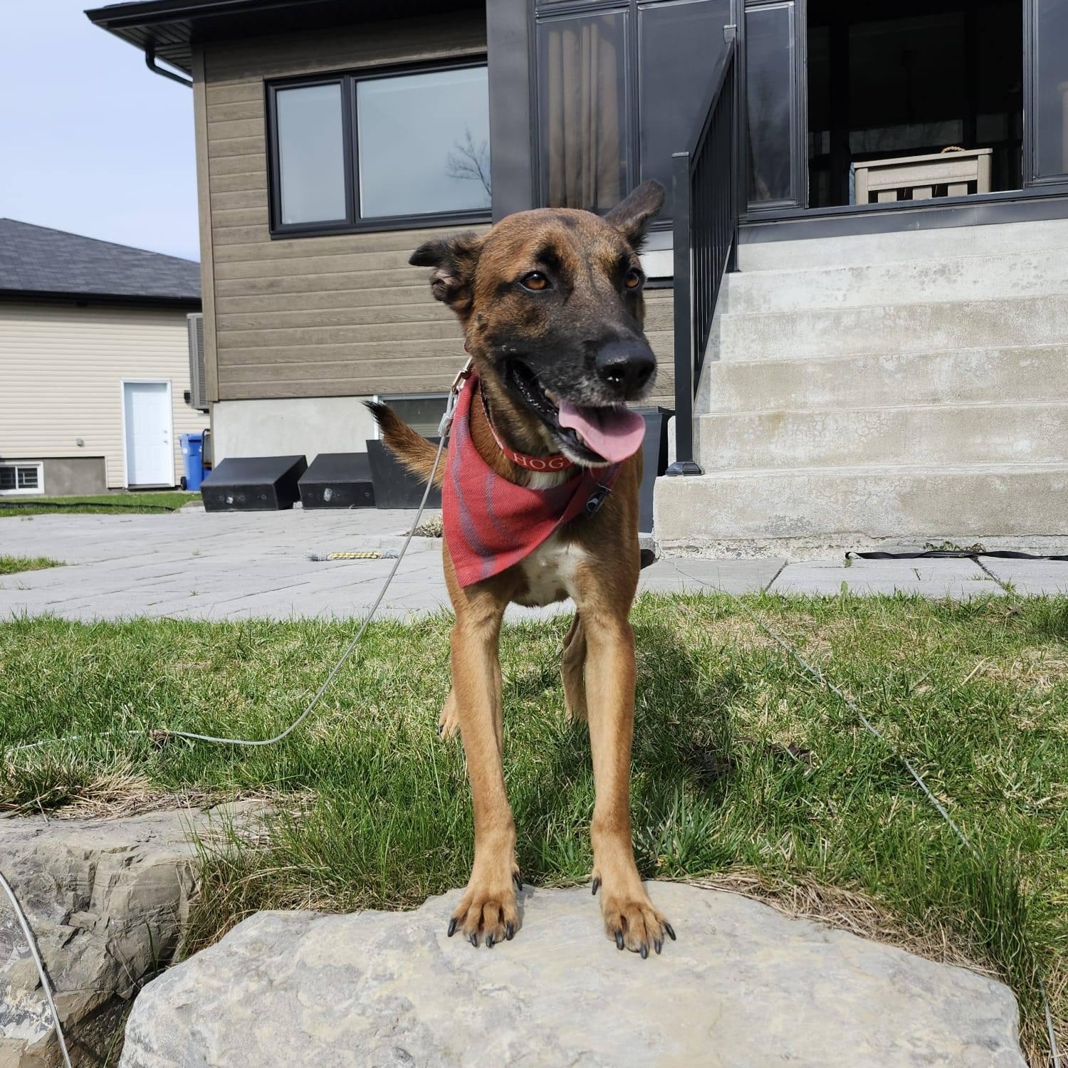 Mowgli, a ADOPTABLE mixed breed in Williamsburg, ON image 3/6