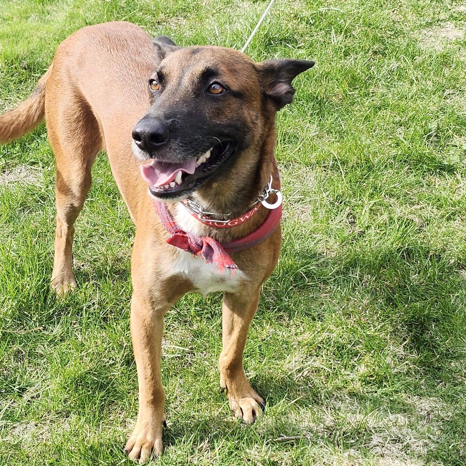 Mowgli, ADOPTABLE, Young Male German Shepherd Dog & Belgian Shepherd / Malinois.