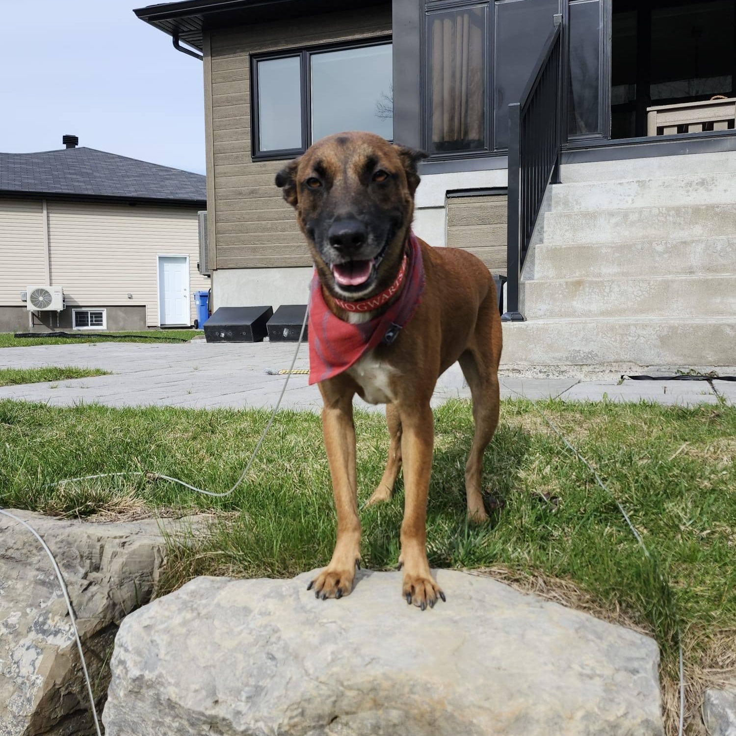 Mowgli, a ADOPTABLE mixed breed in Williamsburg, ON image 2/6