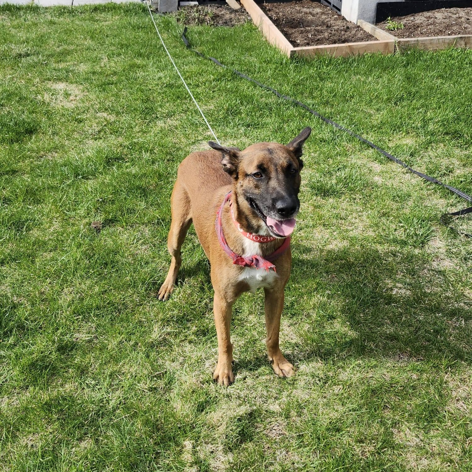 Mowgli, a ADOPTABLE mixed breed in Williamsburg, ON image 4/6