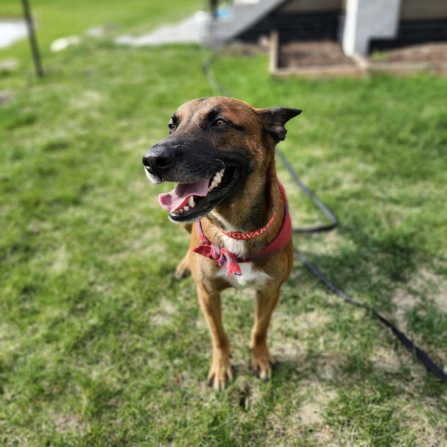 Mowgli, a ADOPTABLE mixed breed in Williamsburg, ON image 5/6