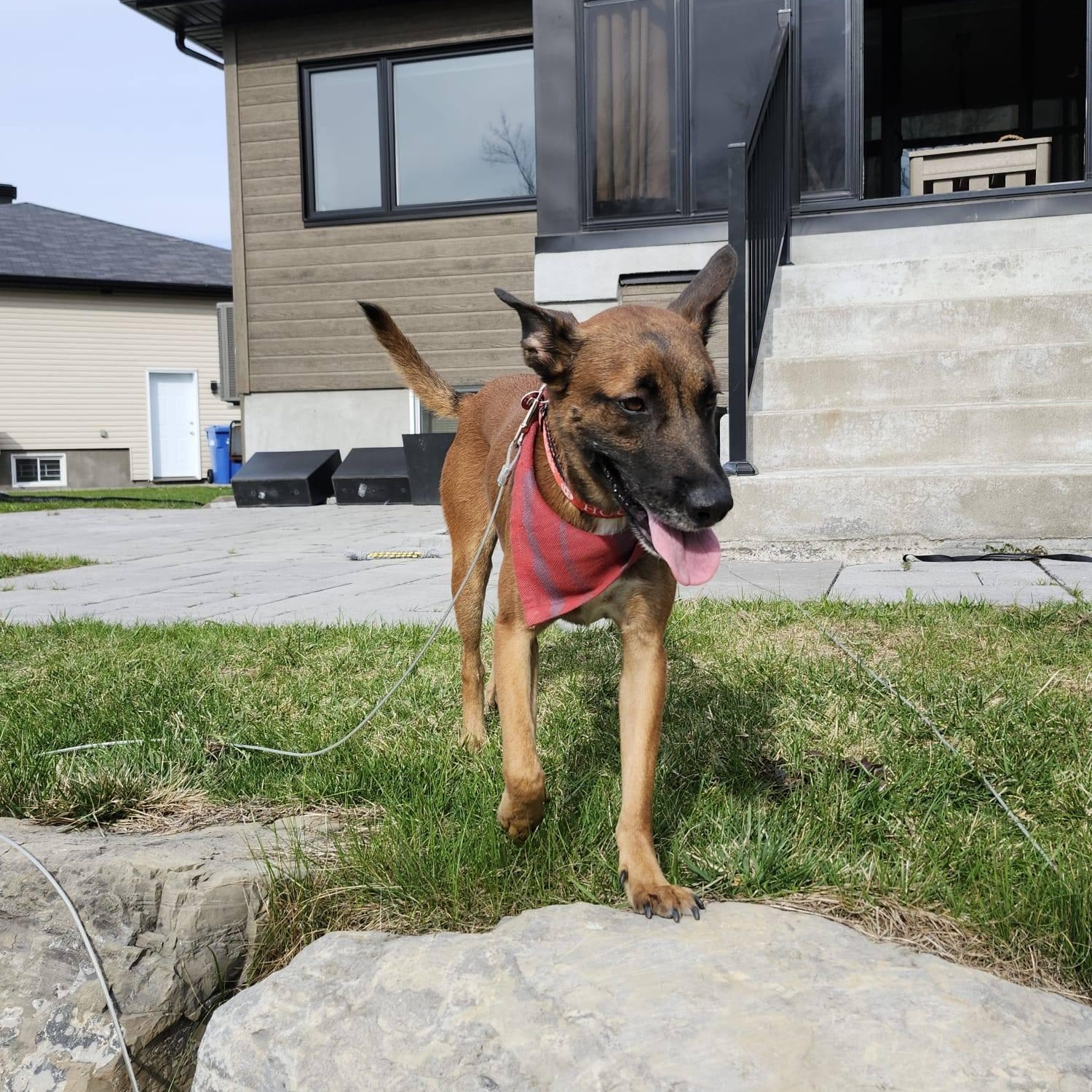 Mowgli, a ADOPTABLE mixed breed in Williamsburg, ON image 6/6