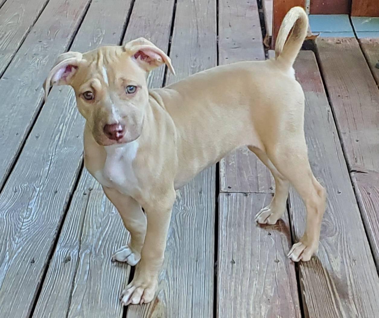 Heart - Pre Adoption