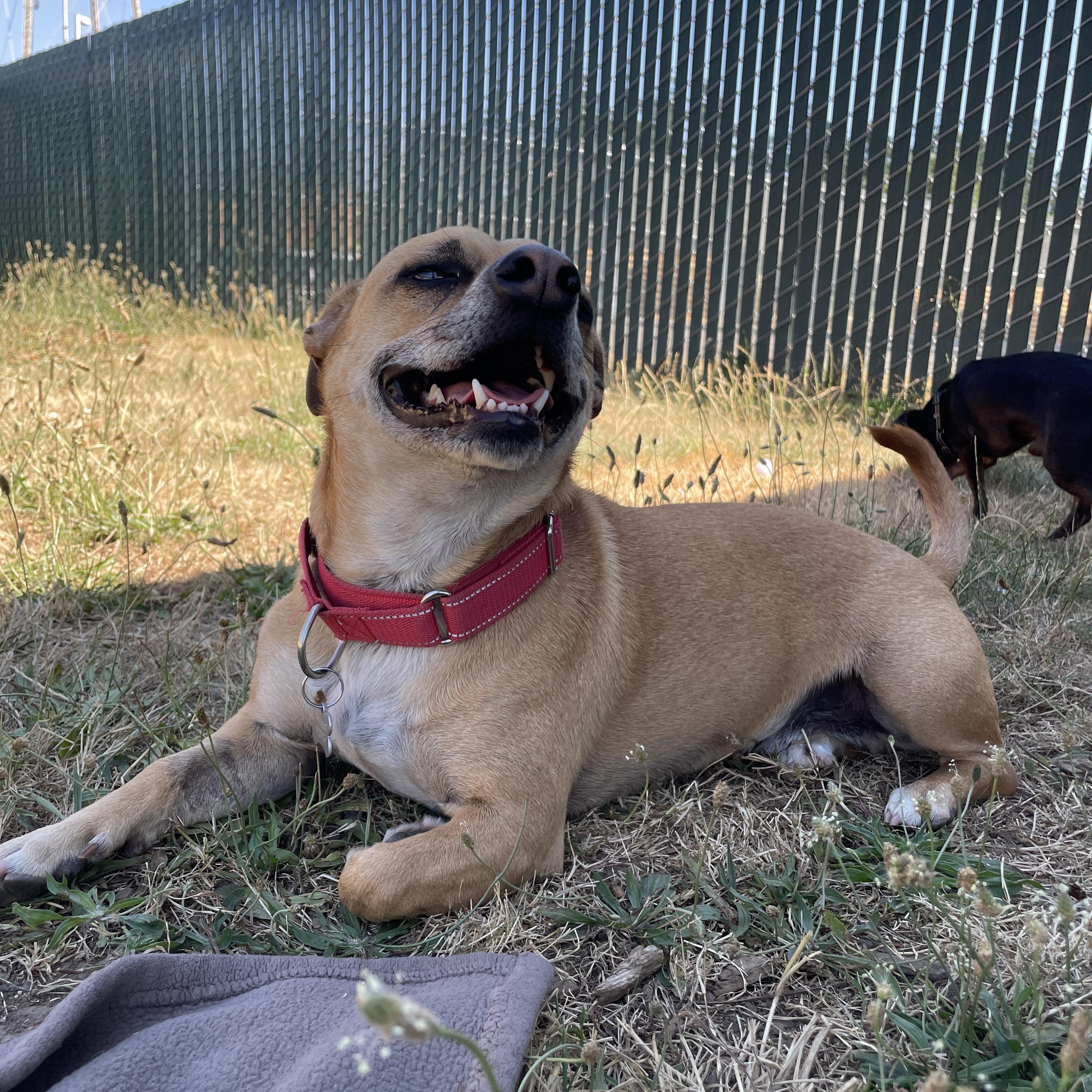 Bullwinkle, a Adoptable mixed breed in Lake Oswego, OR image 4/5