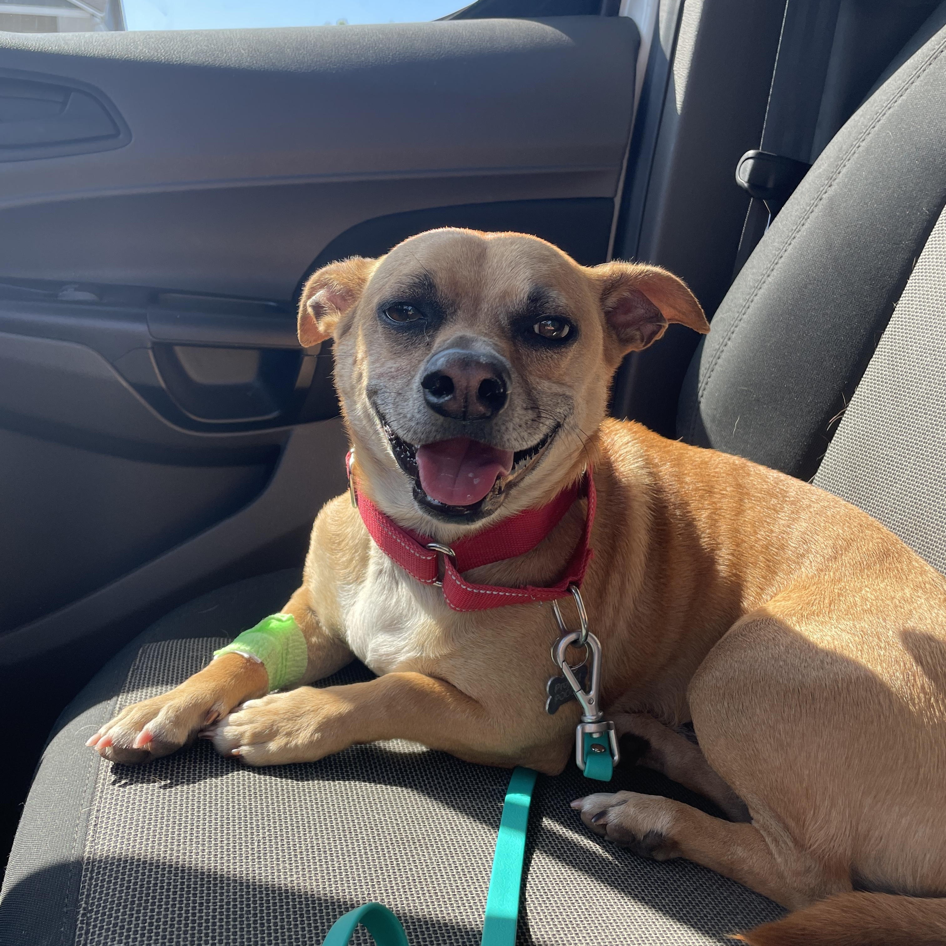 Bullwinkle, a Adoptable mixed breed in Lake Oswego, OR image 2/5