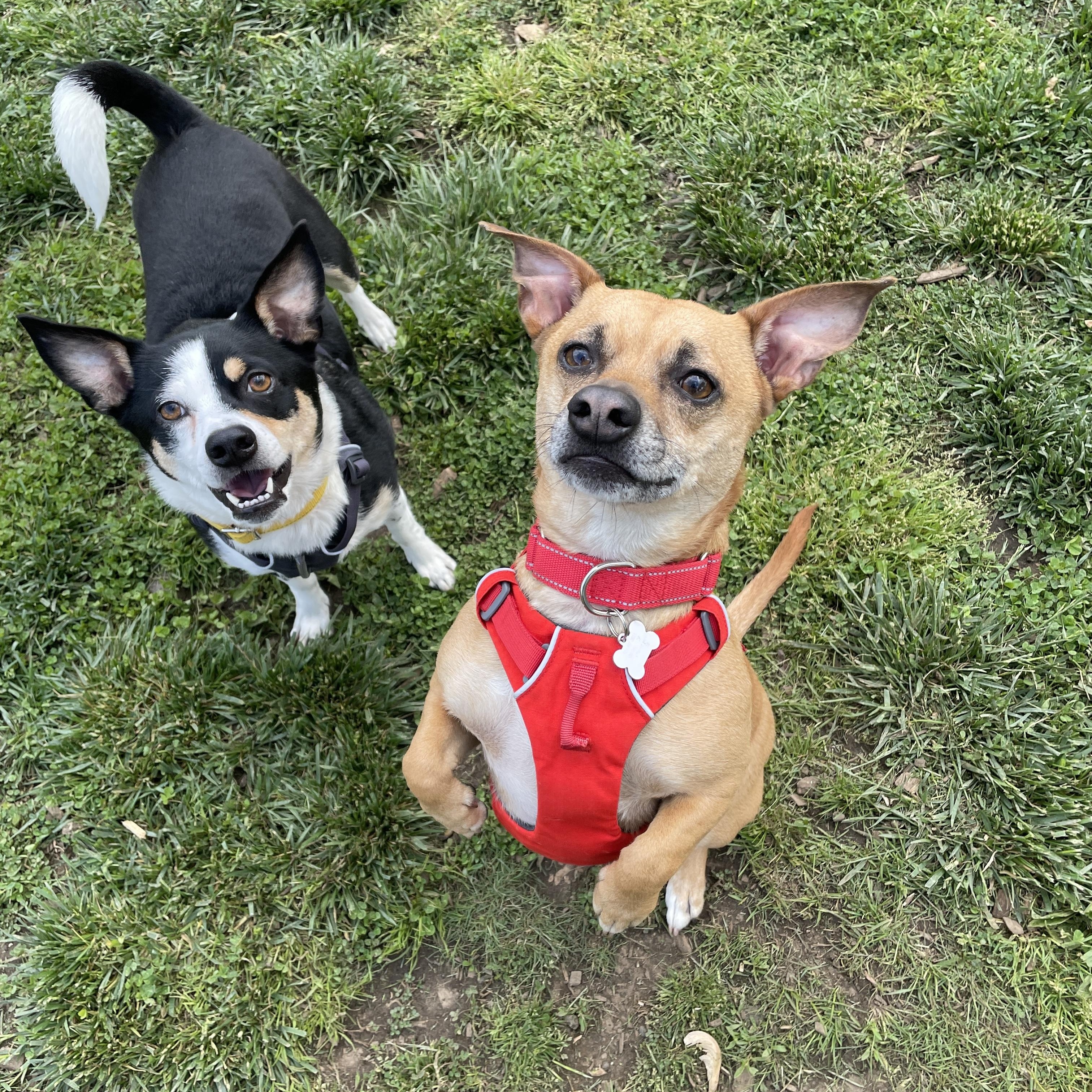Bullwinkle, a Adoptable mixed breed in Lake Oswego, OR image 5/5