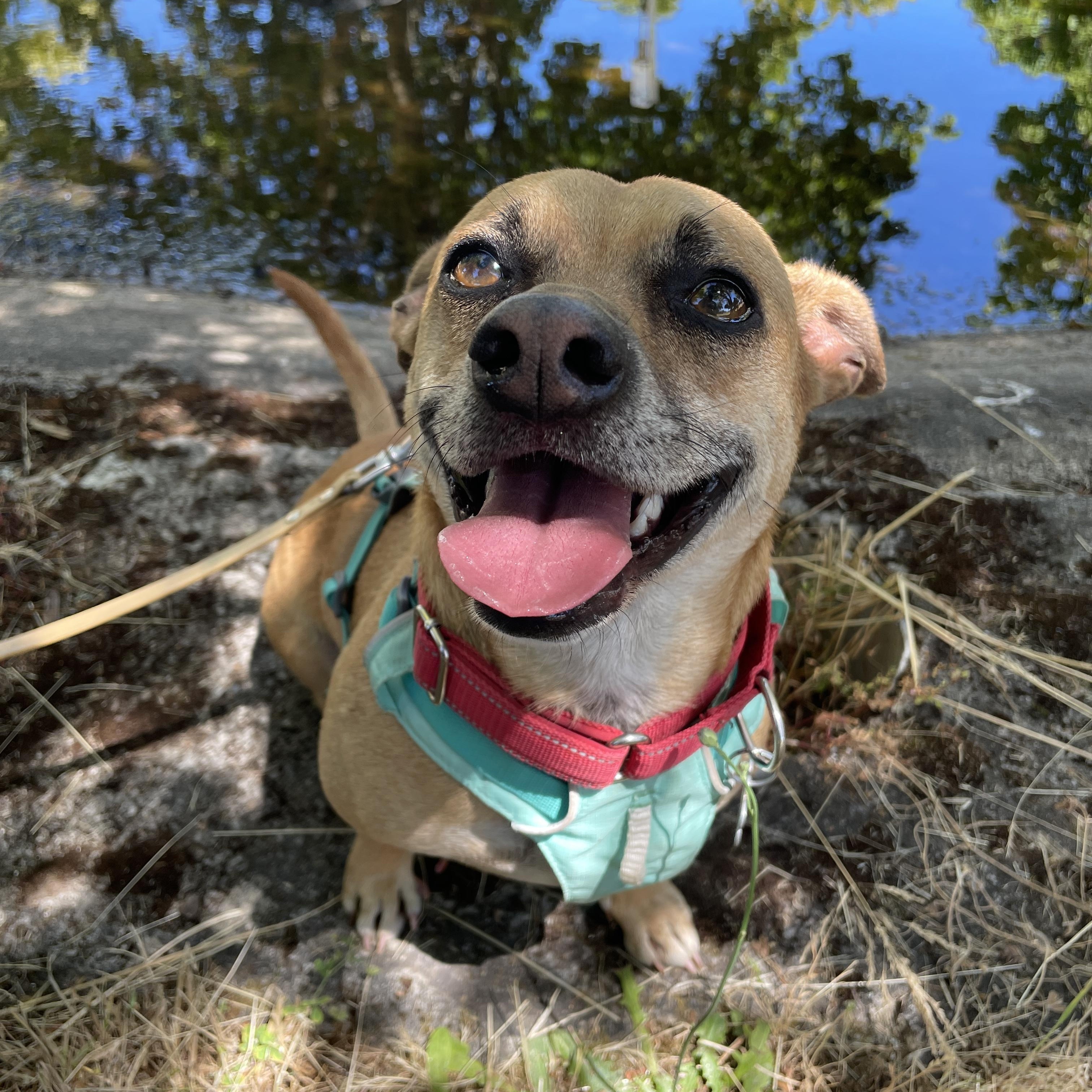 Bullwinkle, Adoptable, Adult Male Chihuahua & Pit Bull Terrier.