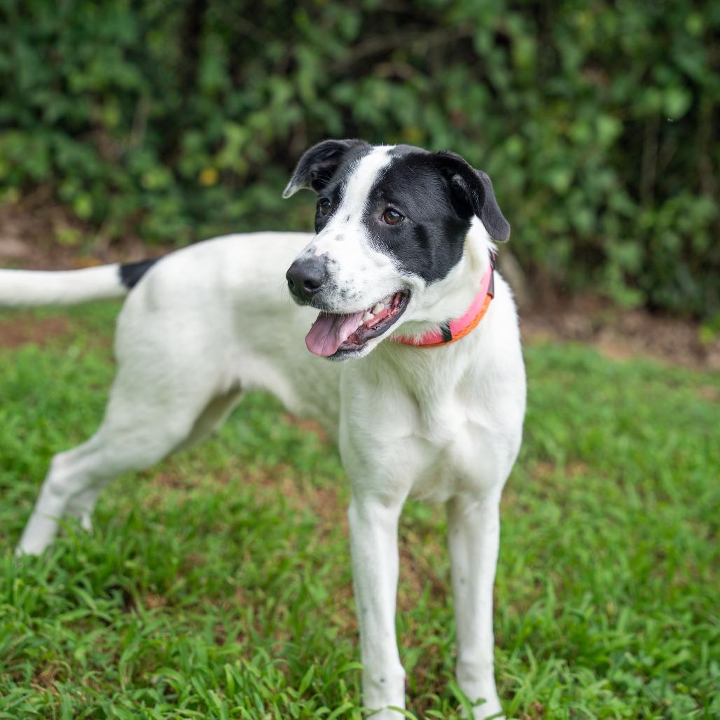 Iris, Adoptable, Adult Female Hound & Mixed Breed.
