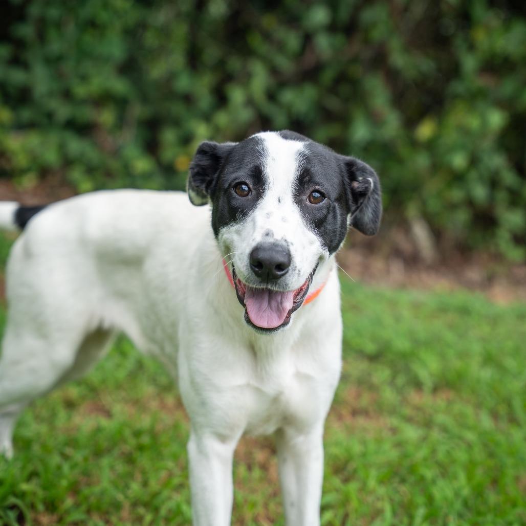 Iris, a Adoptable mixed breed in Gainesville, GA image 2/2
