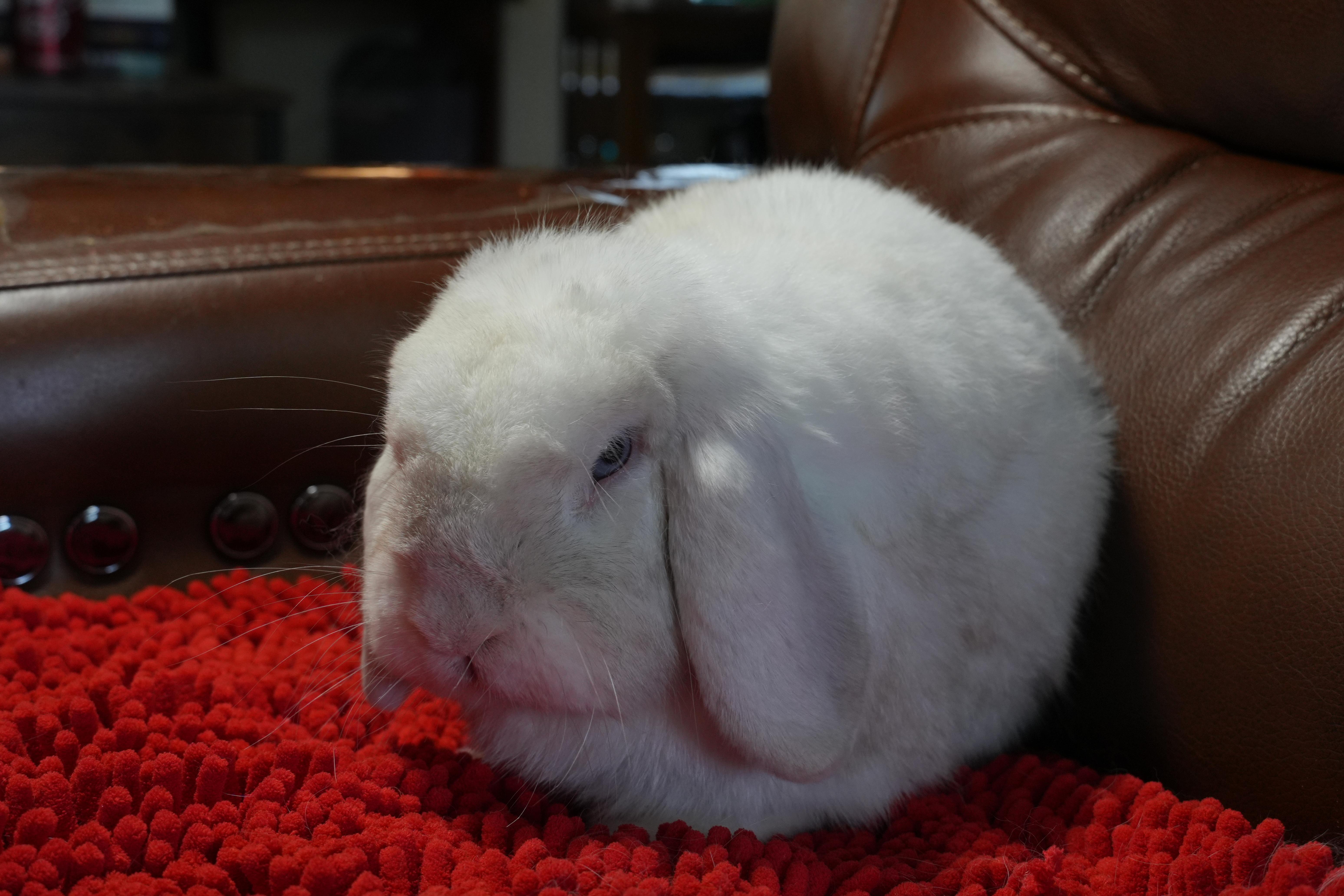 Casper, adopted, Young Male American Fuzzy Lop.