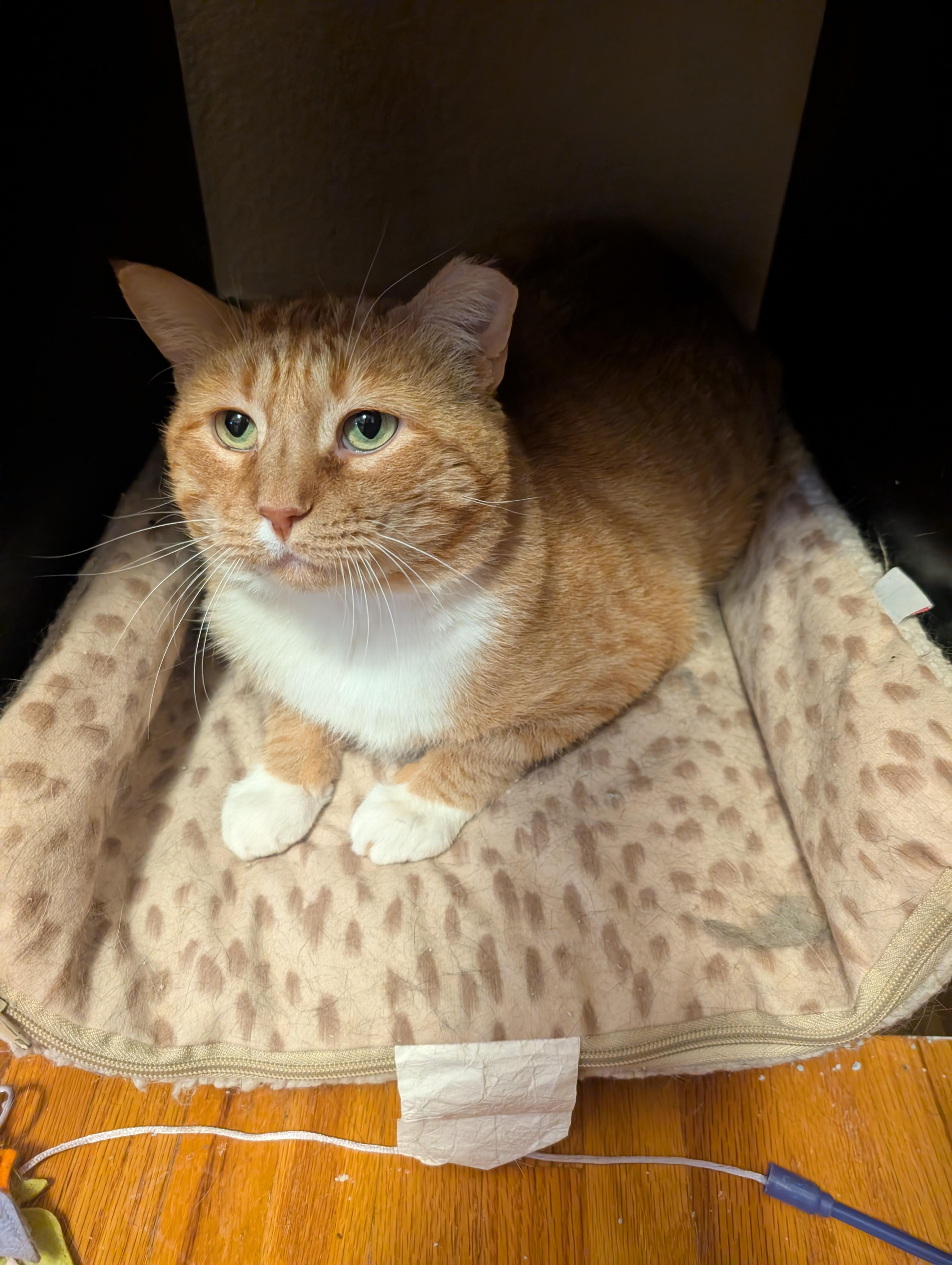 Enlarge Rumble, a Adoptable Domestic Short Hair in Ramsey , MN image 2/2