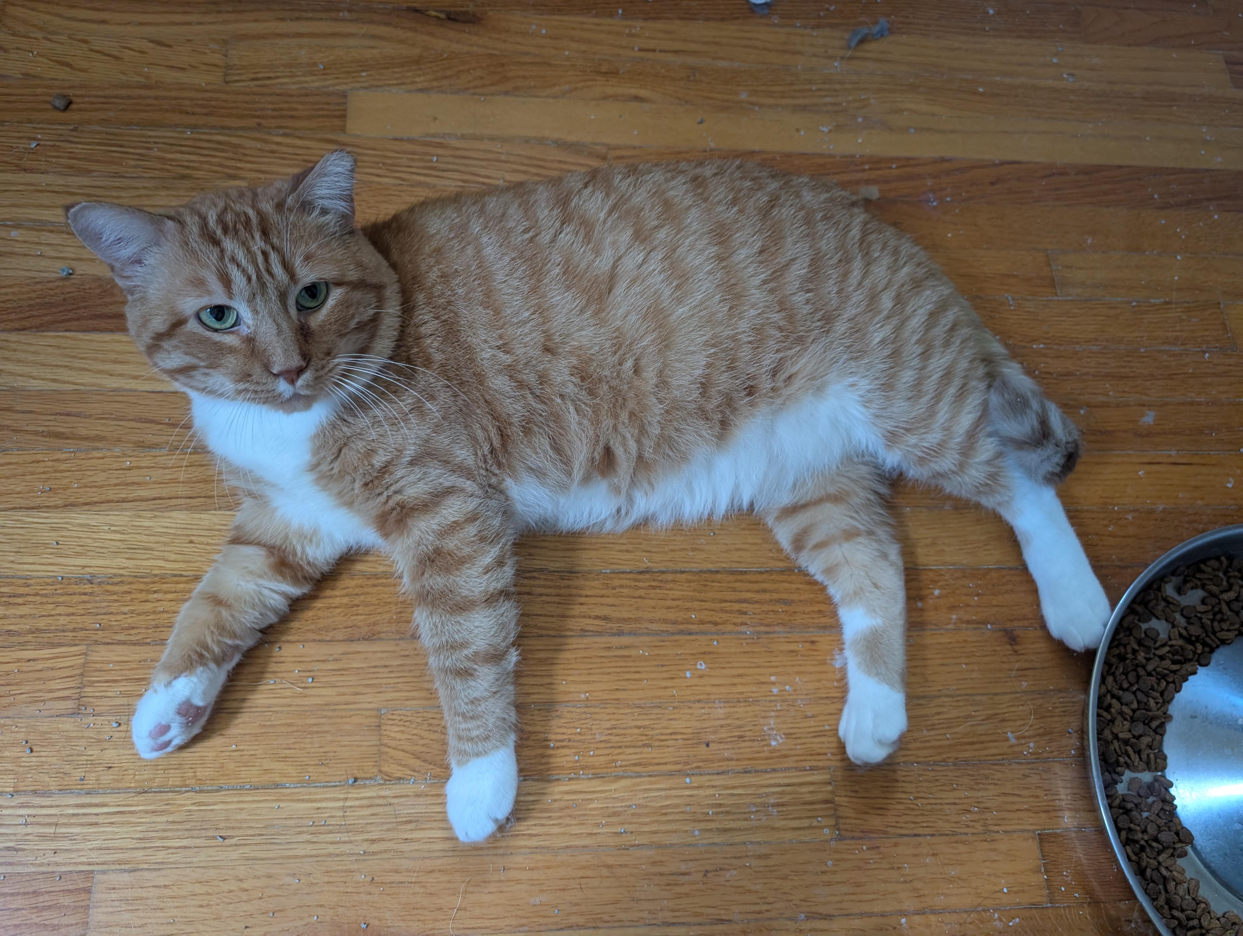 Rumble, Adoptable, Adult Male Domestic Short Hair.