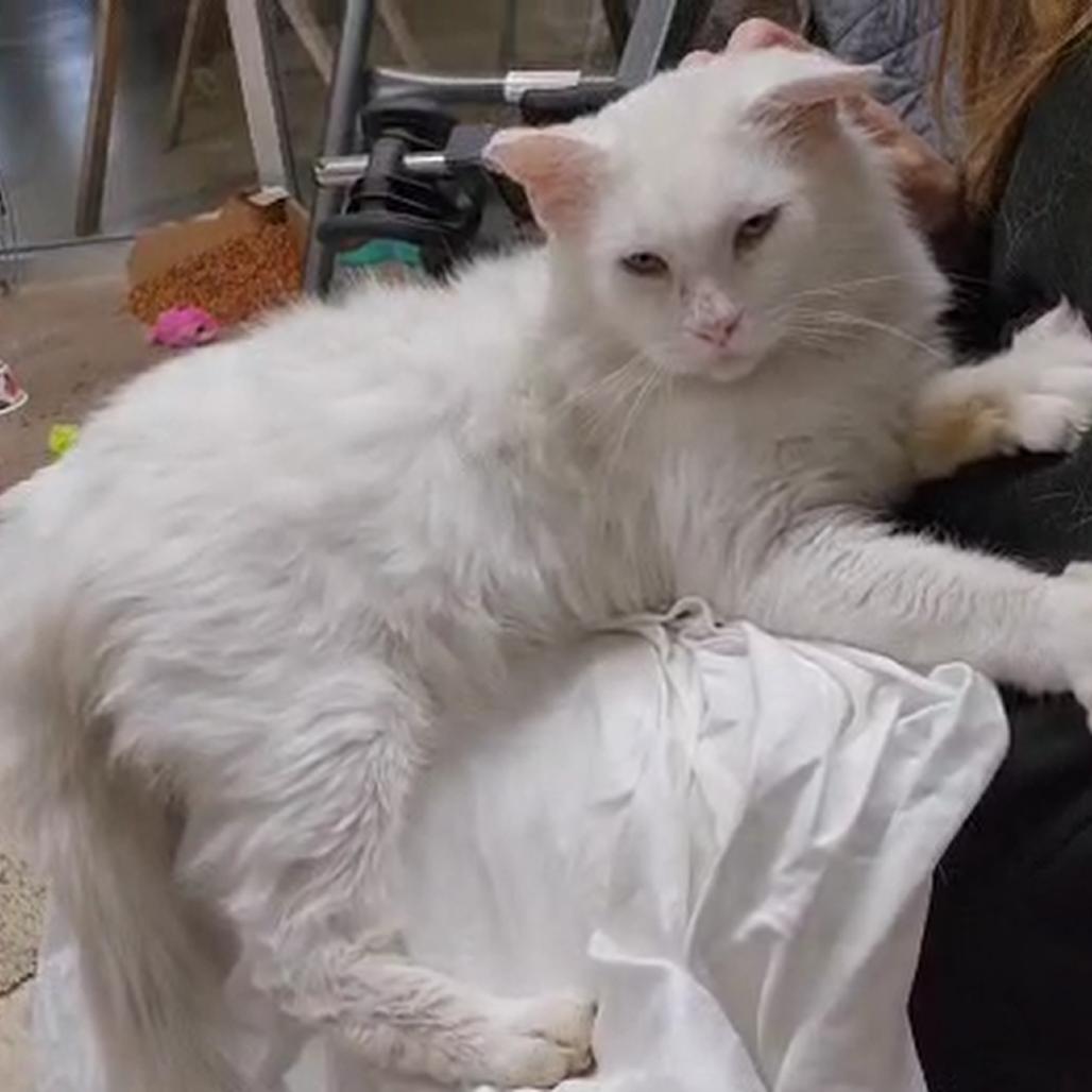 Casper — thumbnail 4