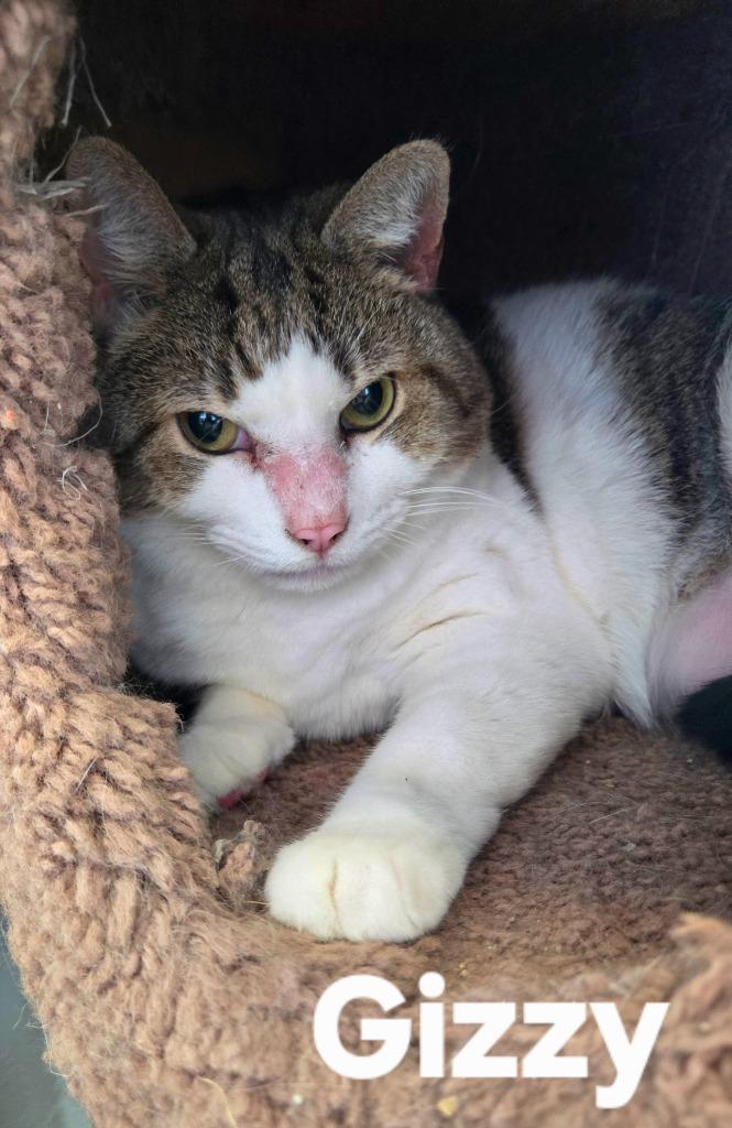 Gizzy - Adopted | Petfinder
