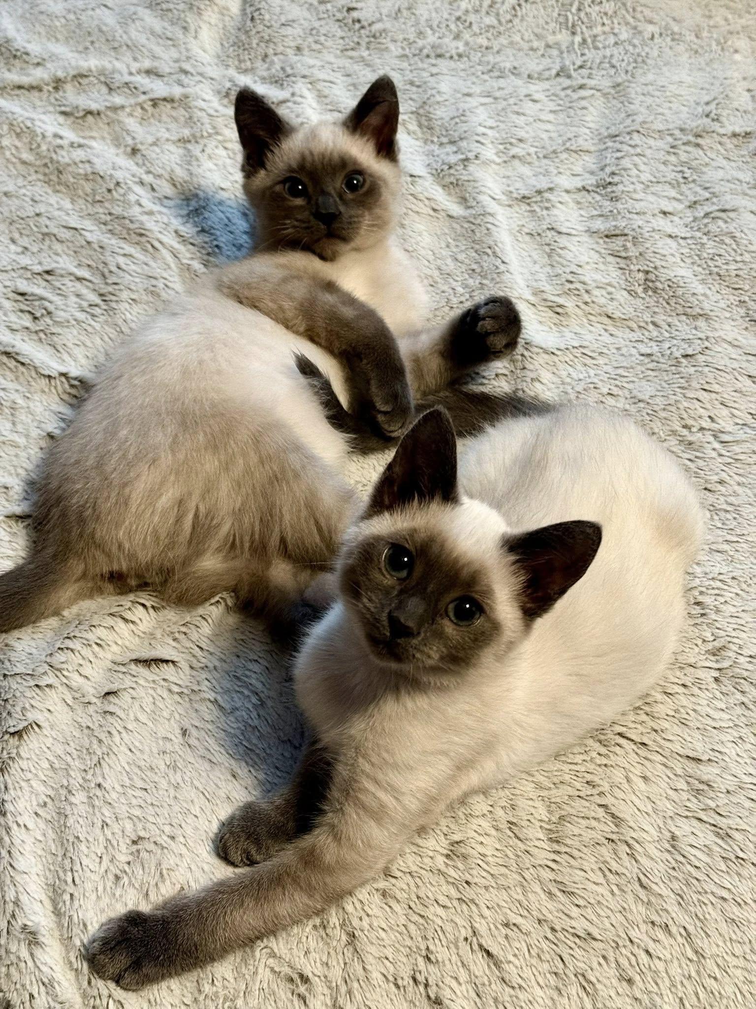 Famine and Plague, Adoptable, Kitten Male Domestic Short Hair.