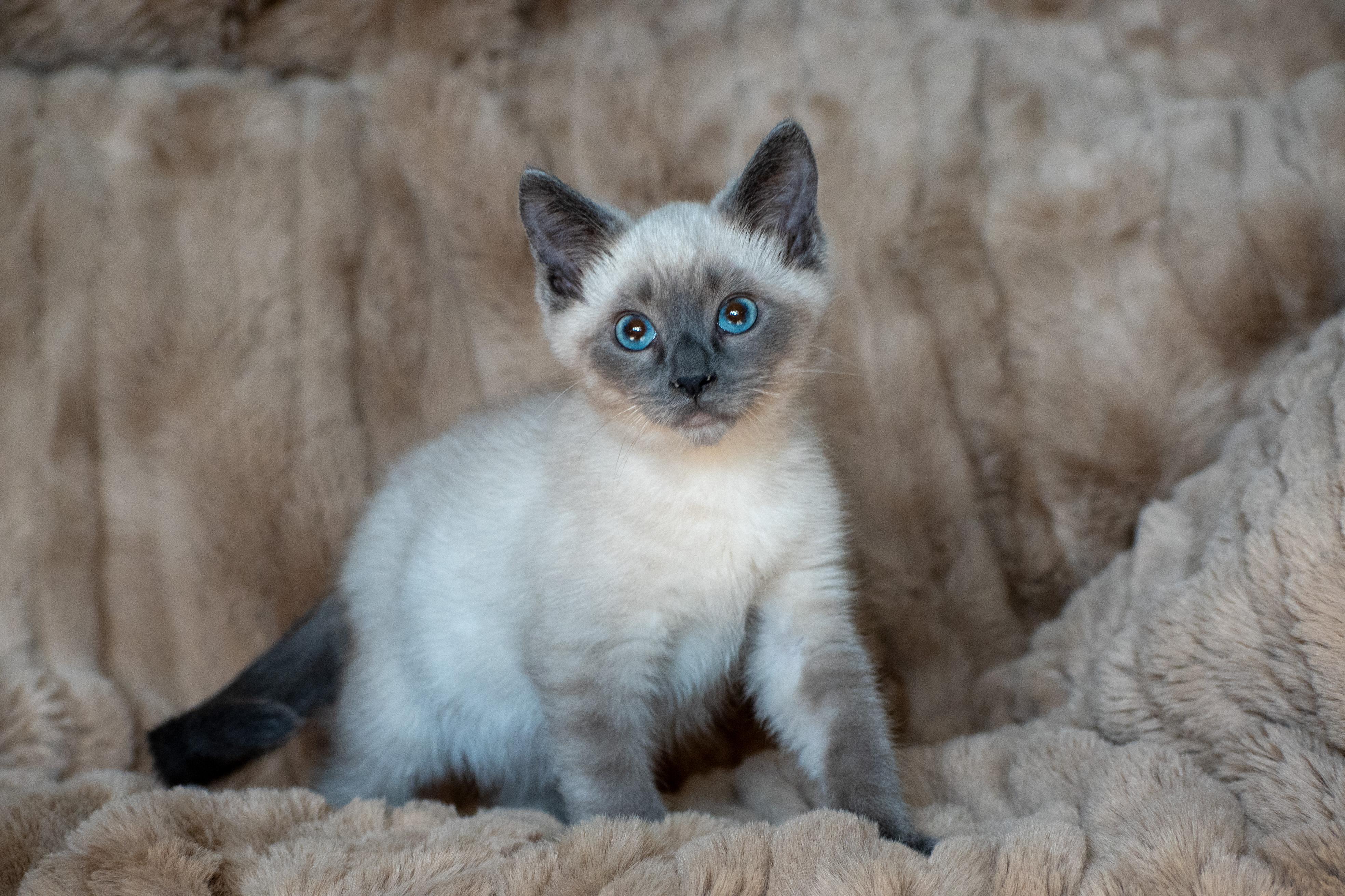 Enlarge Famine and Plague, a Adoptable Domestic Short Hair in Millersville, MD image 2/6
