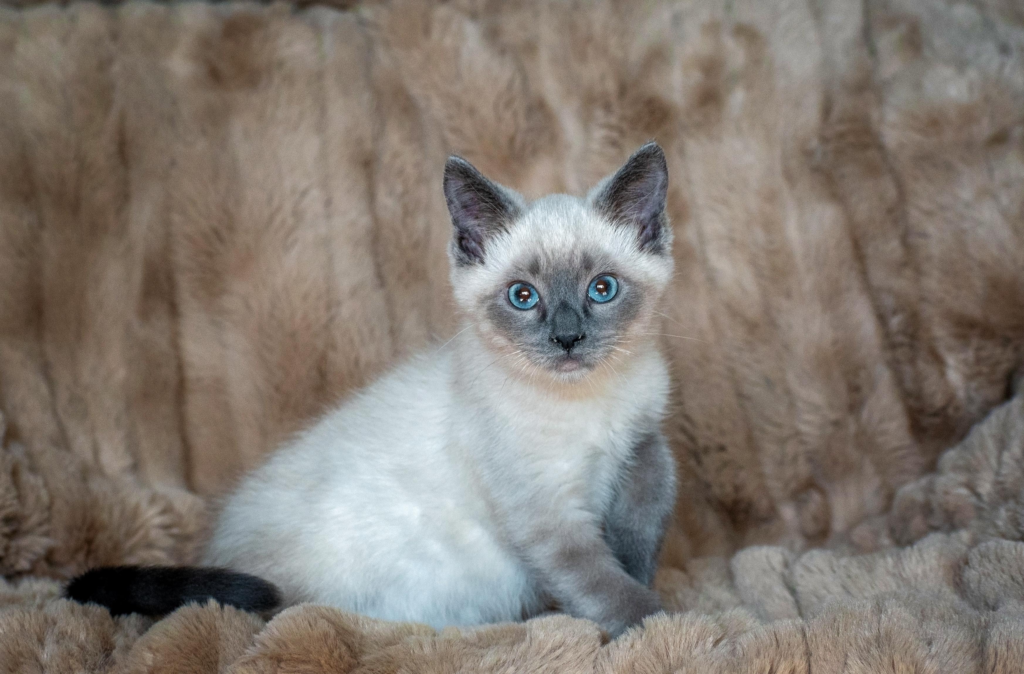Enlarge Famine and Plague, a Adoptable Domestic Short Hair in Millersville, MD image 3/6