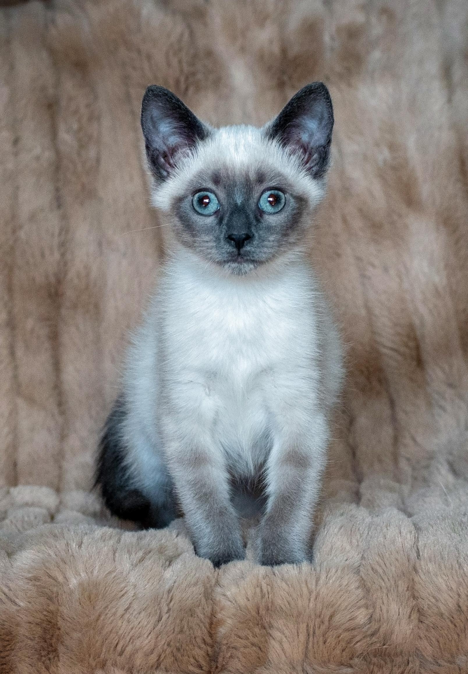 Enlarge Famine and Plague, a Adoptable Domestic Short Hair in Millersville, MD image 4/6