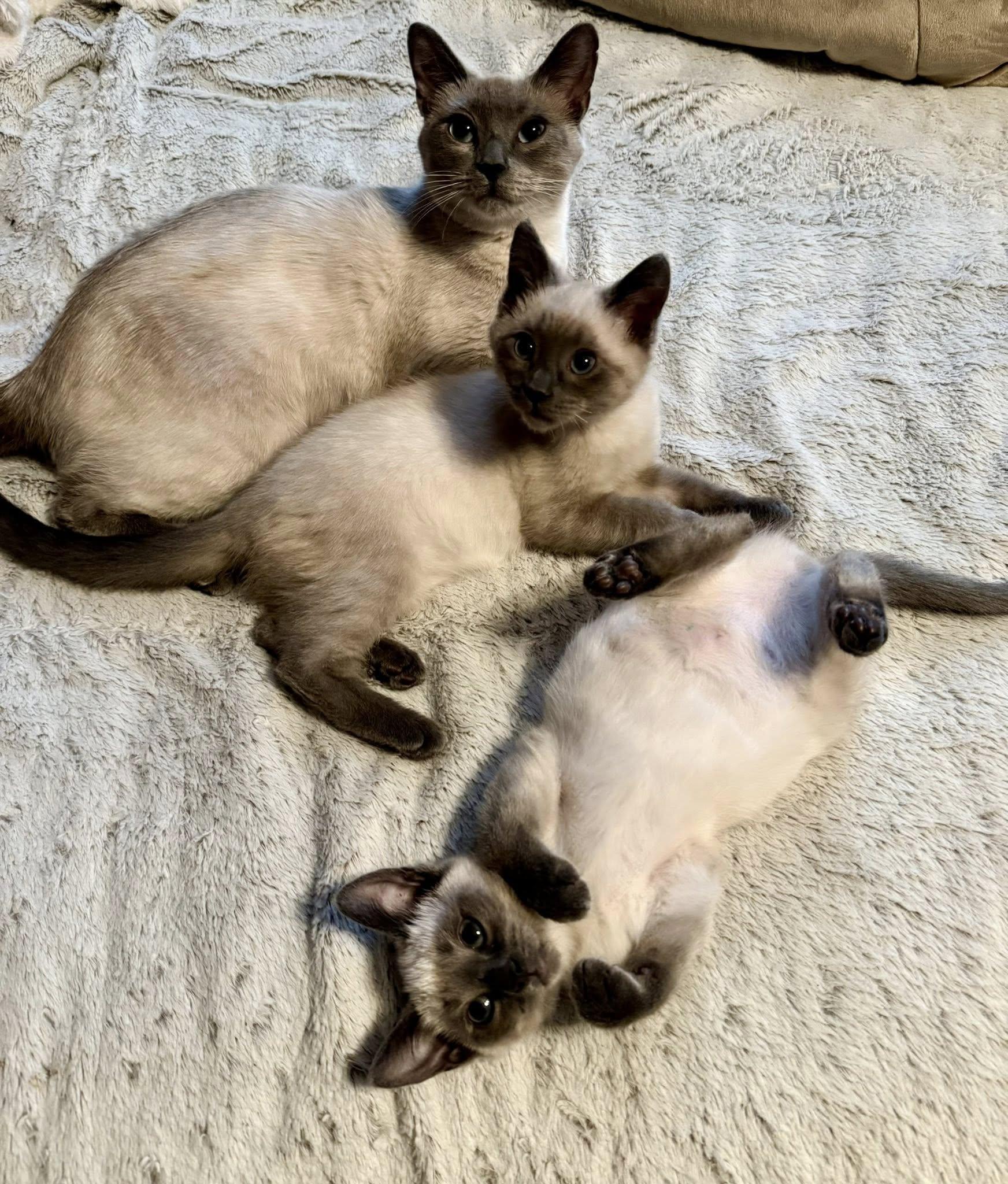 Enlarge Famine and Plague, a Adoptable Domestic Short Hair in Millersville, MD image 5/6