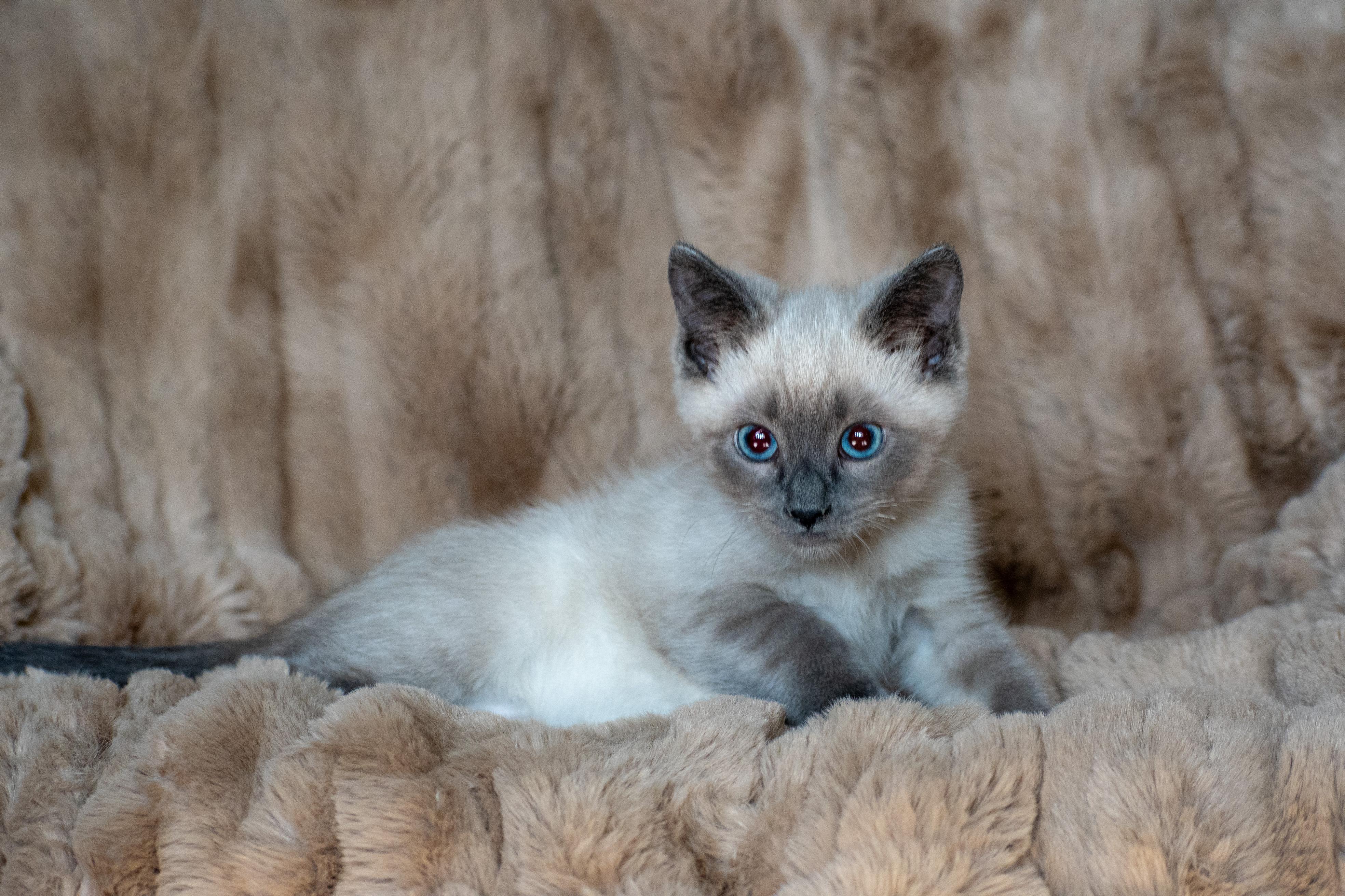 Enlarge Famine and Plague, a Adoptable Domestic Short Hair in Millersville, MD image 6/6
