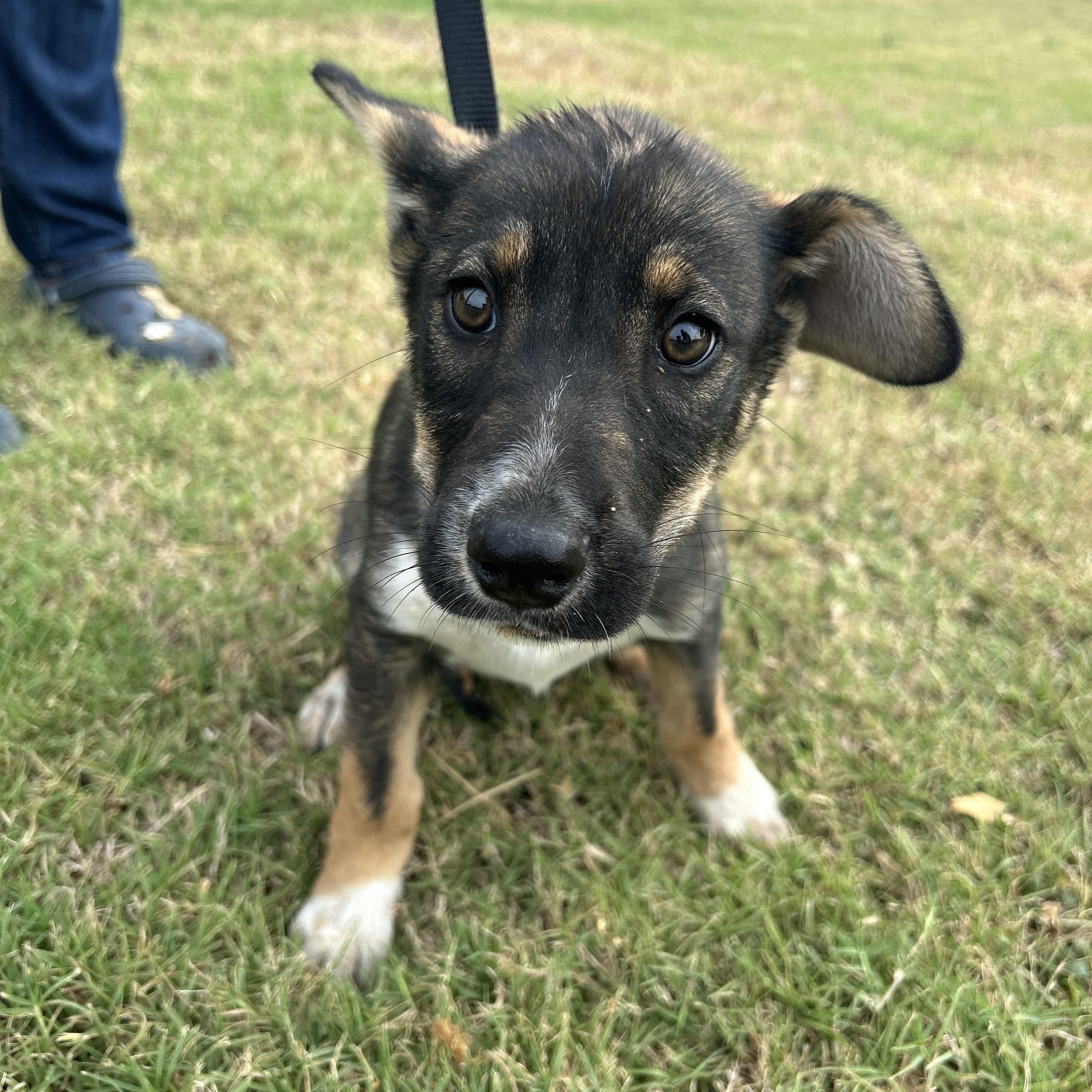 Kendal, an adoptable Shepherd in Eau Claire, WI, 54703 | Photo Image 2