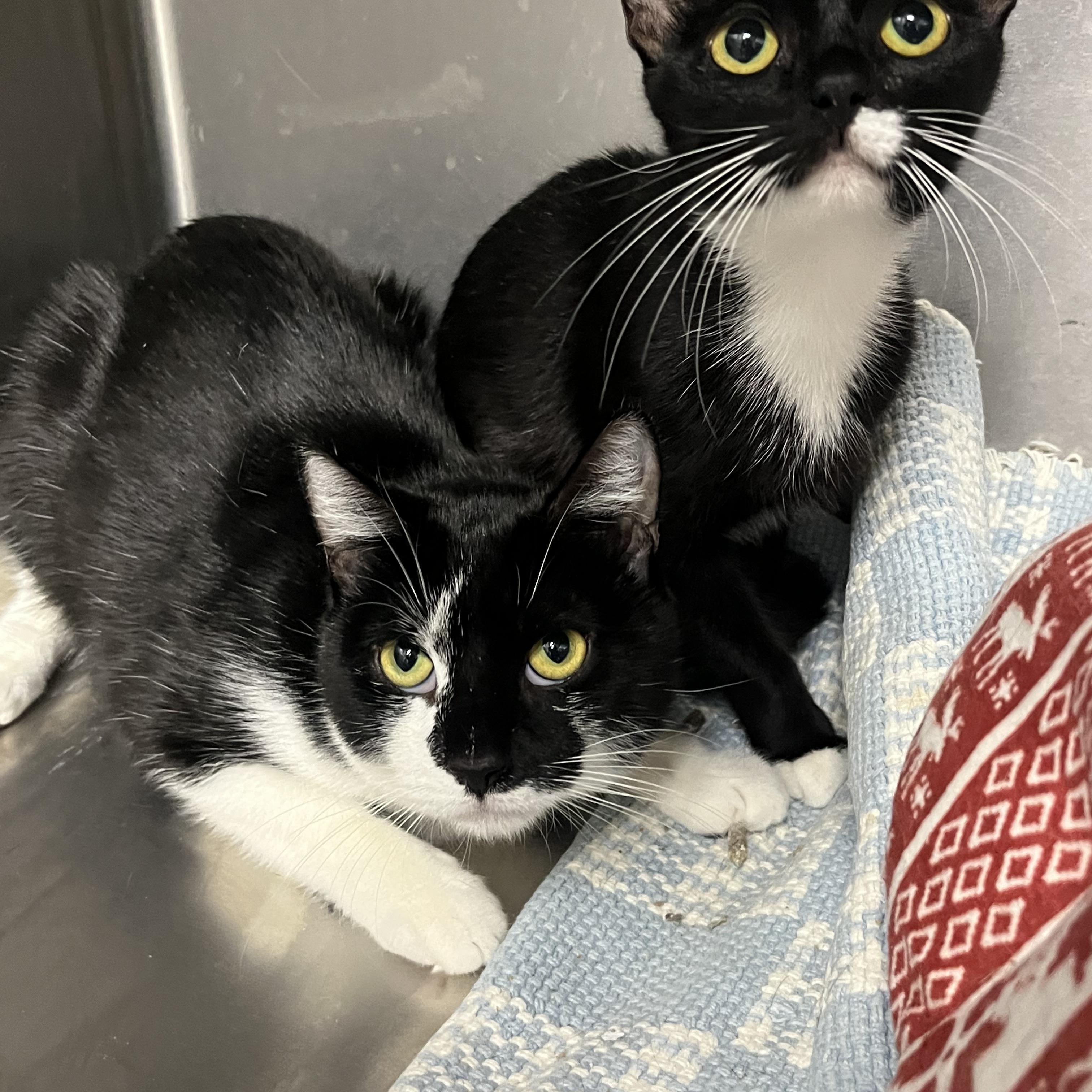 Enlarge Lilo & Layla, a ADOPTABLE mixed breed in Mendham, NJ image 2/2