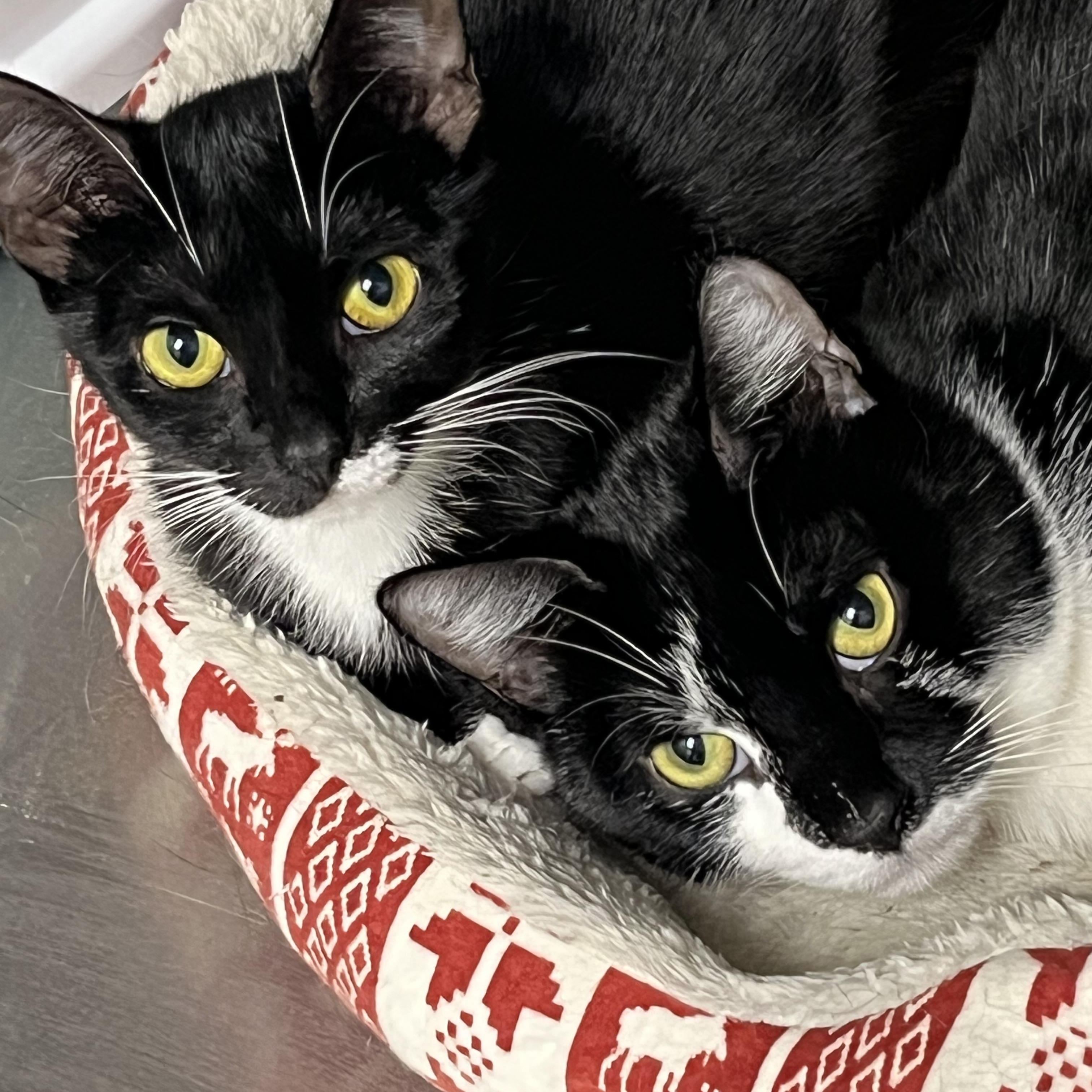 Lilo & Layla, ADOPTABLE, Adult Male Tuxedo & Domestic Short Hair.