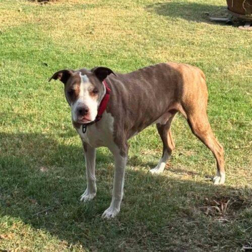 Jake, Adoptable, Senior Male Pit Bull Terrier.