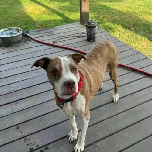 Enlarge Jake, a Adoptable Pit Bull Terrier in Broken Arrow, OK image 2/6