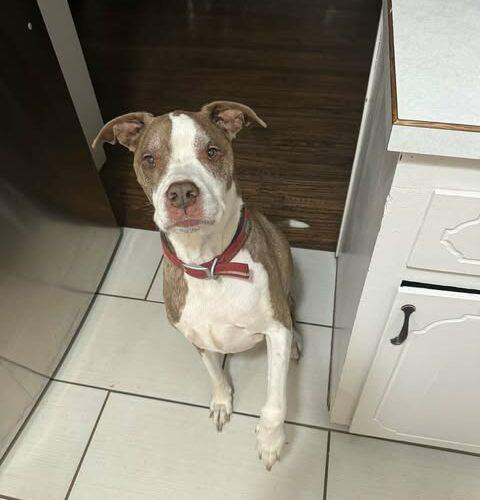 Enlarge Jake, a Adoptable Pit Bull Terrier in Broken Arrow, OK image 3/6