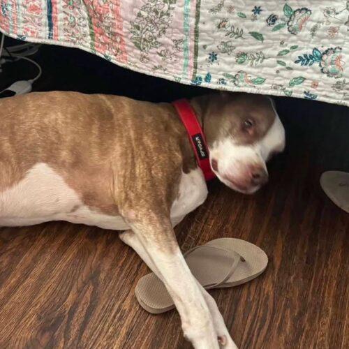 Enlarge Jake, a Adoptable Pit Bull Terrier in Broken Arrow, OK image 4/6