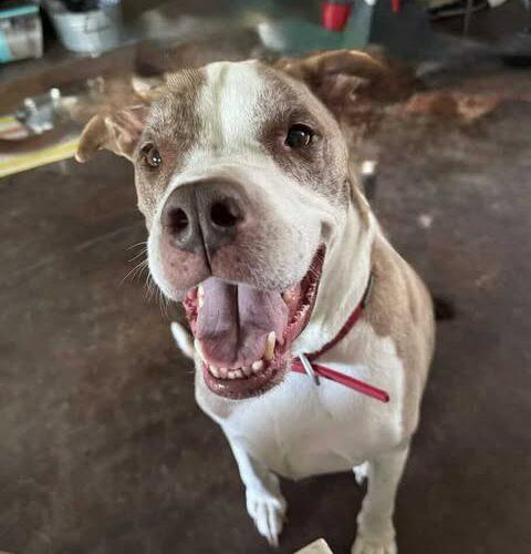 Enlarge Jake, a Adoptable Pit Bull Terrier in Broken Arrow, OK image 5/6