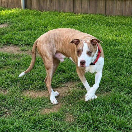 Enlarge Jake, a Adoptable Pit Bull Terrier in Broken Arrow, OK image 6/6