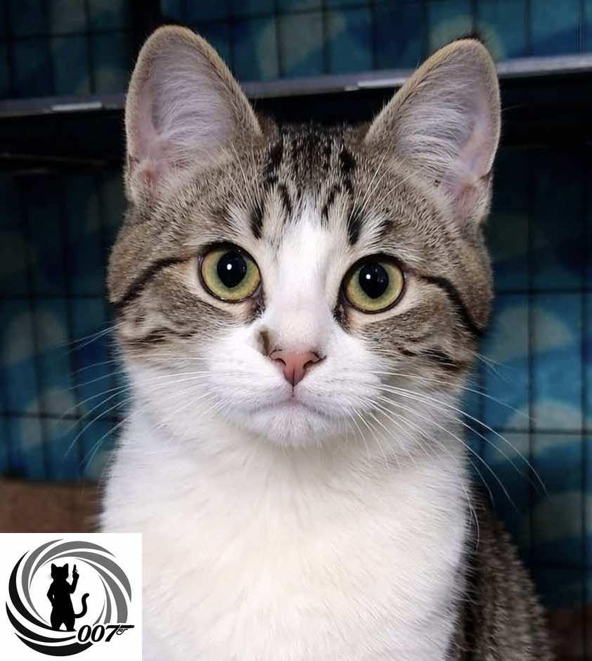Bond, James Bond, ADOPTABLE, Kitten Male Domestic Short Hair.