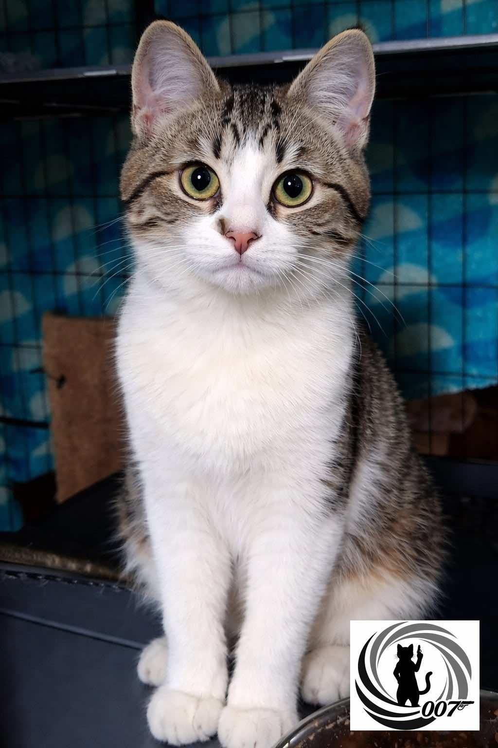 Enlarge Bond, James Bond, a ADOPTABLE Domestic Short Hair in Houston, TX image 3/6