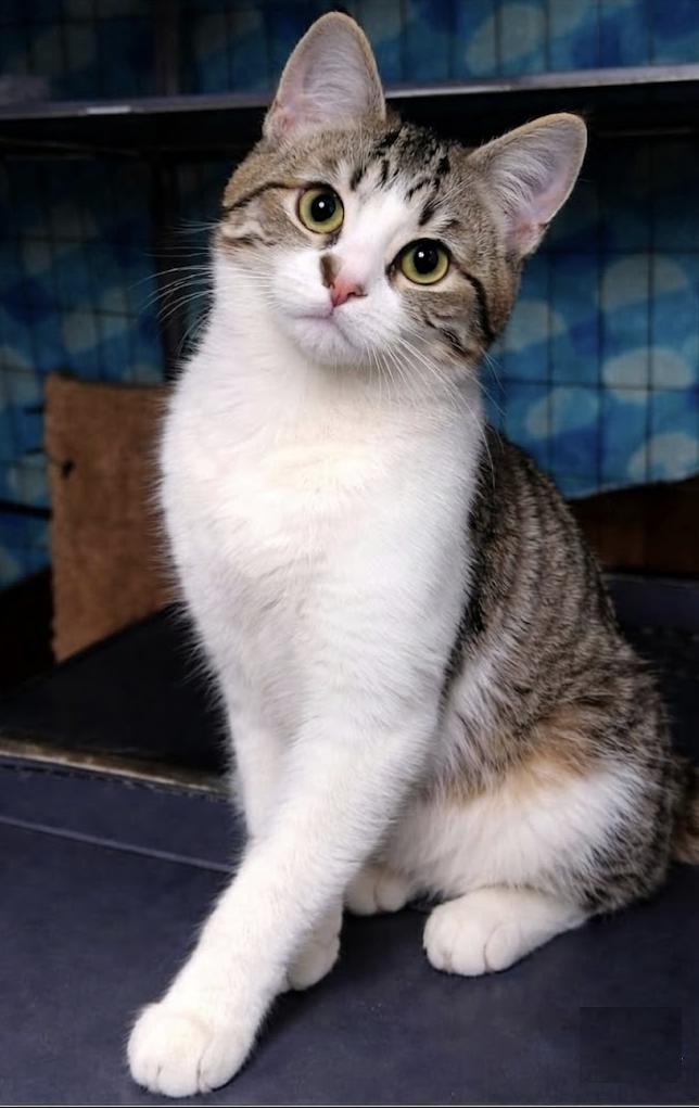 Enlarge Bond, James Bond, a ADOPTABLE Domestic Short Hair in Houston, TX image 4/6