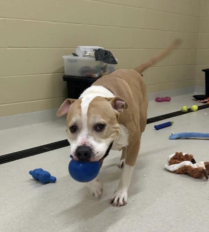 Rufus , ADOPTABLE, Young Male Pit Bull Terrier.