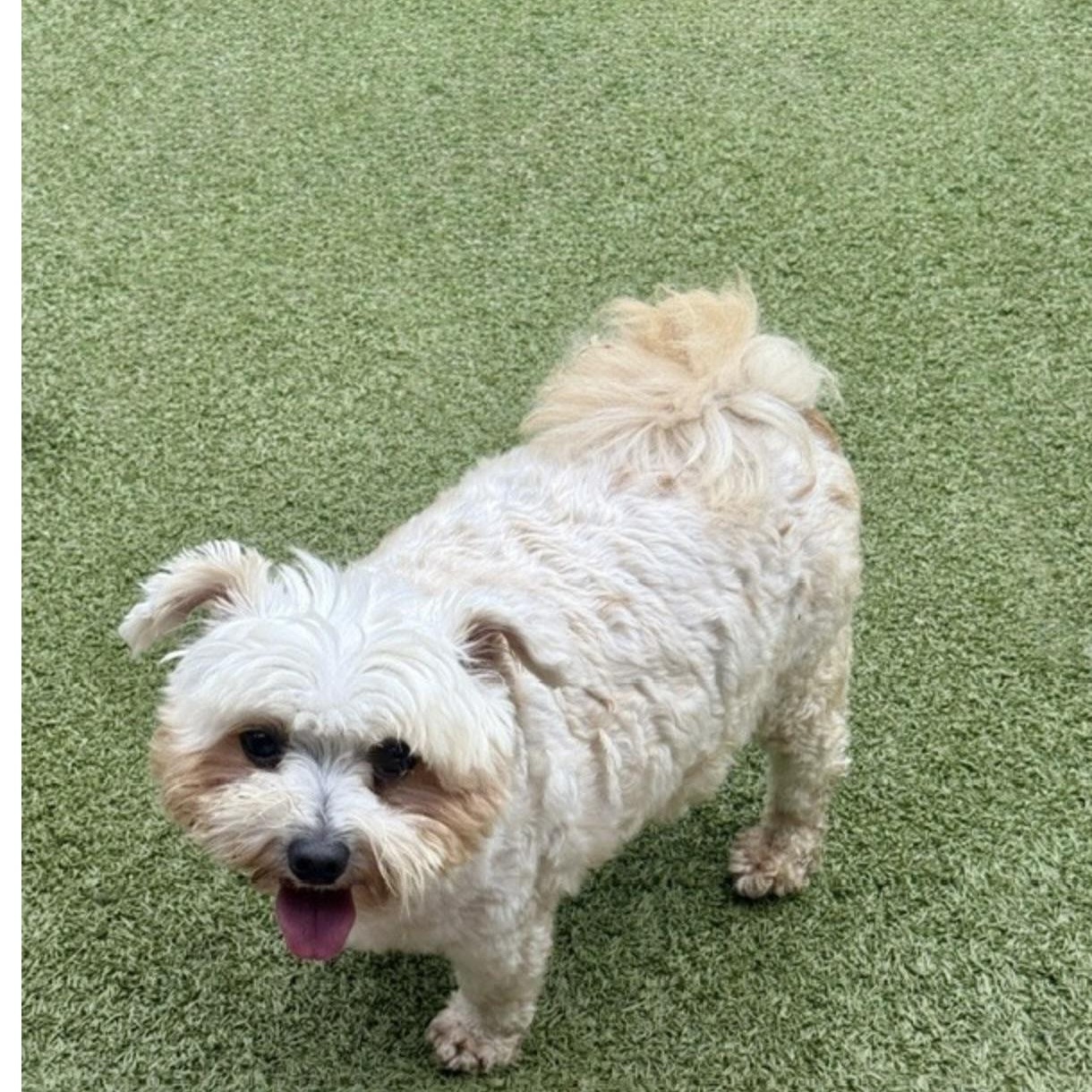Enlarge TEDDY, a Adoptable mixed breed in harrisonburg, VA image 5/6