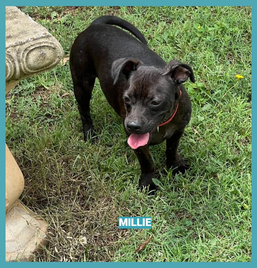 Millie, adopted, Young Female Dachshund & Terrier.