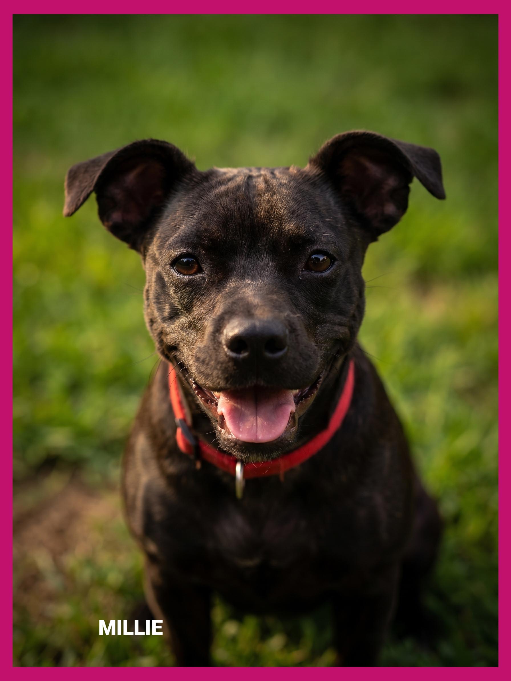 Enlarge Millie, an adopted mixed breed in Granbury, TX image 2/2