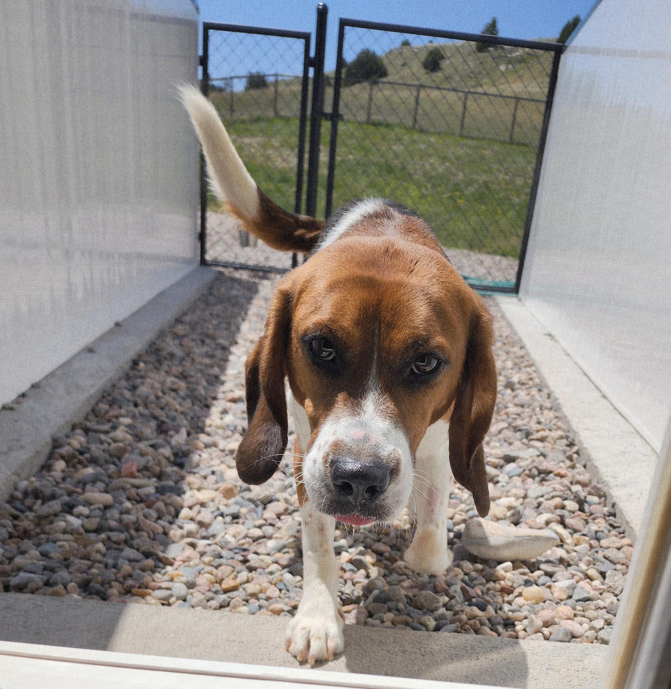Ajax, an adoptable Beagle in Hartville, WY, 82215 | Photo Image 1