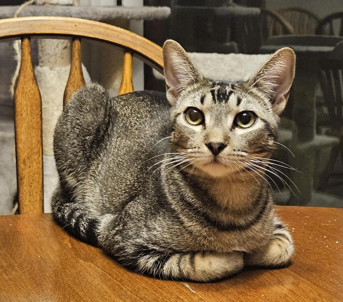 Shy Guy Iturbe, Adoptable, Young Male Domestic Short Hair.