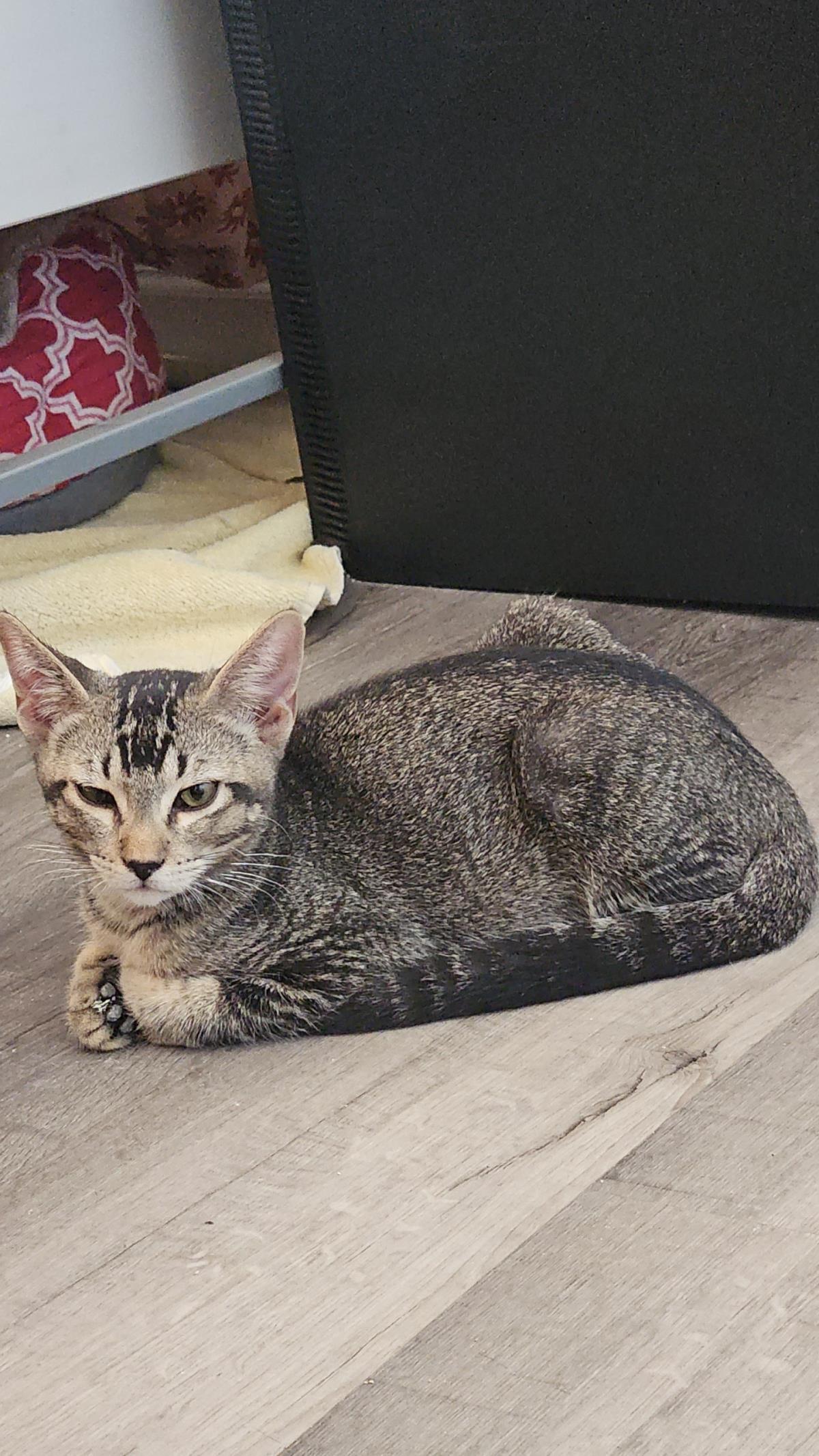 Enlarge Shy Guy Iturbe, a Adoptable Domestic Short Hair in Chandler, AZ image 1/3