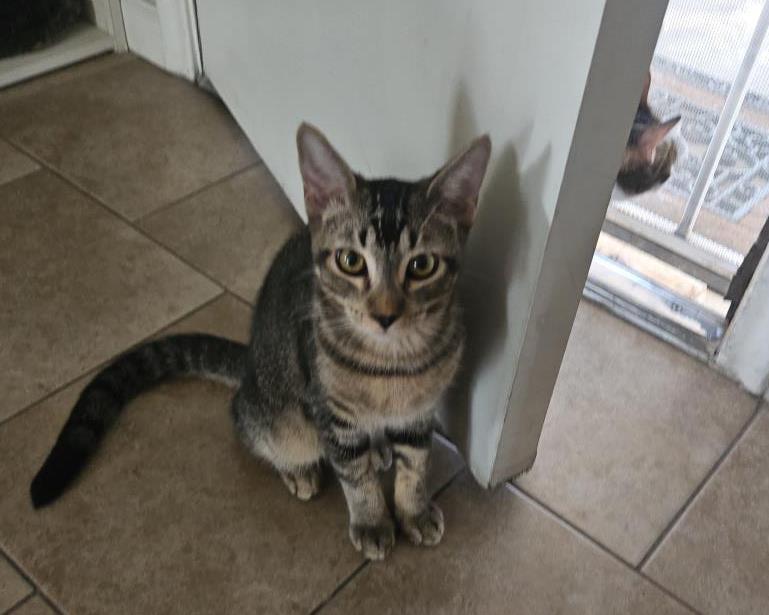 Enlarge Shy Guy Iturbe, a Adoptable Domestic Short Hair in Chandler, AZ image 2/3